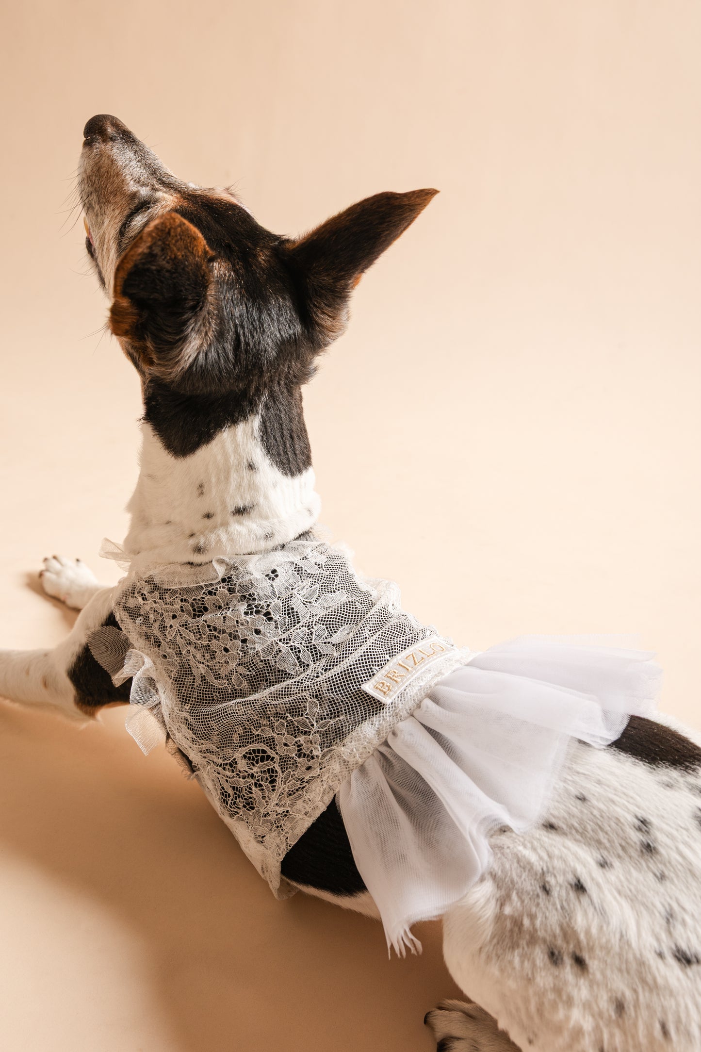 Tutu